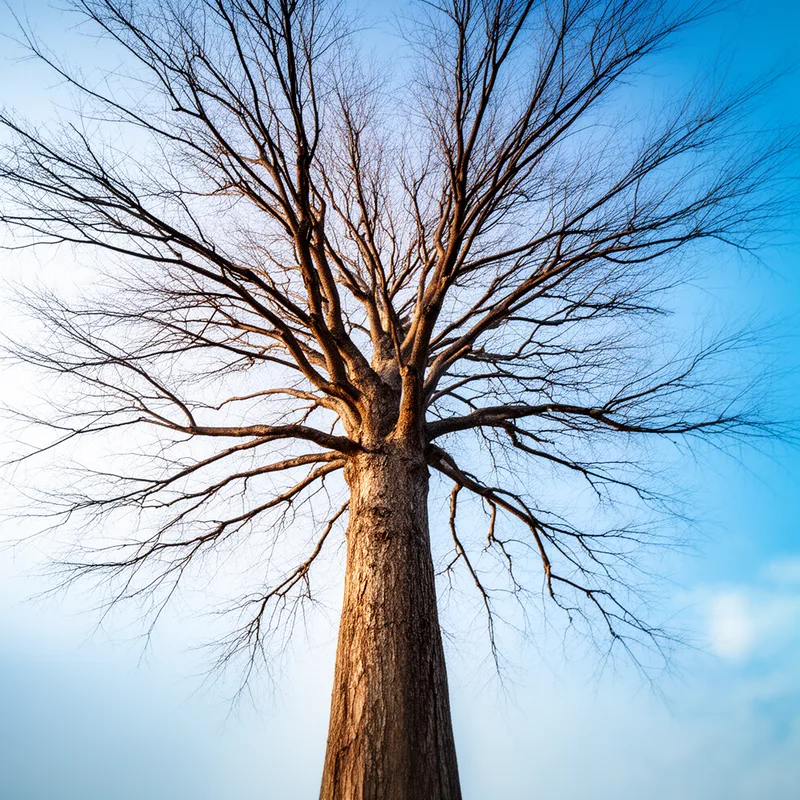 branching