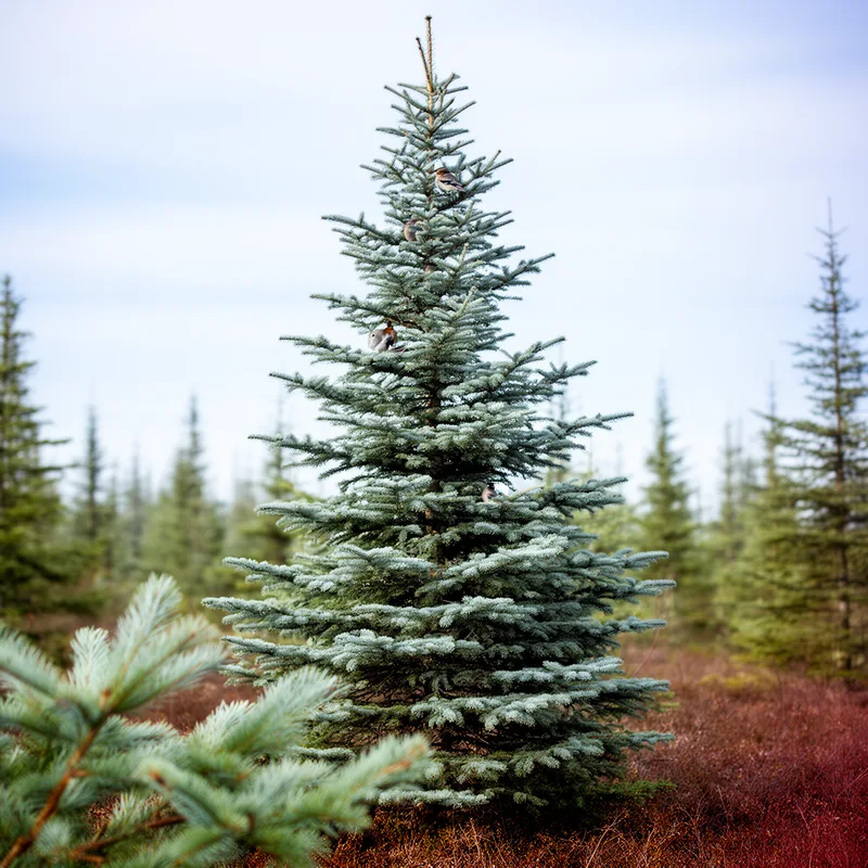 Picea glauca