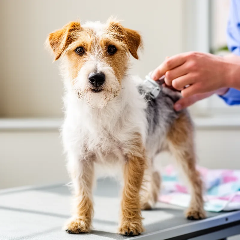 wire-haired terrier
