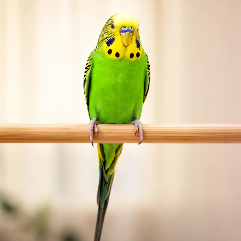 parakeet