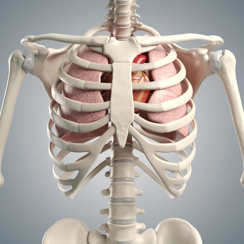 rib cage