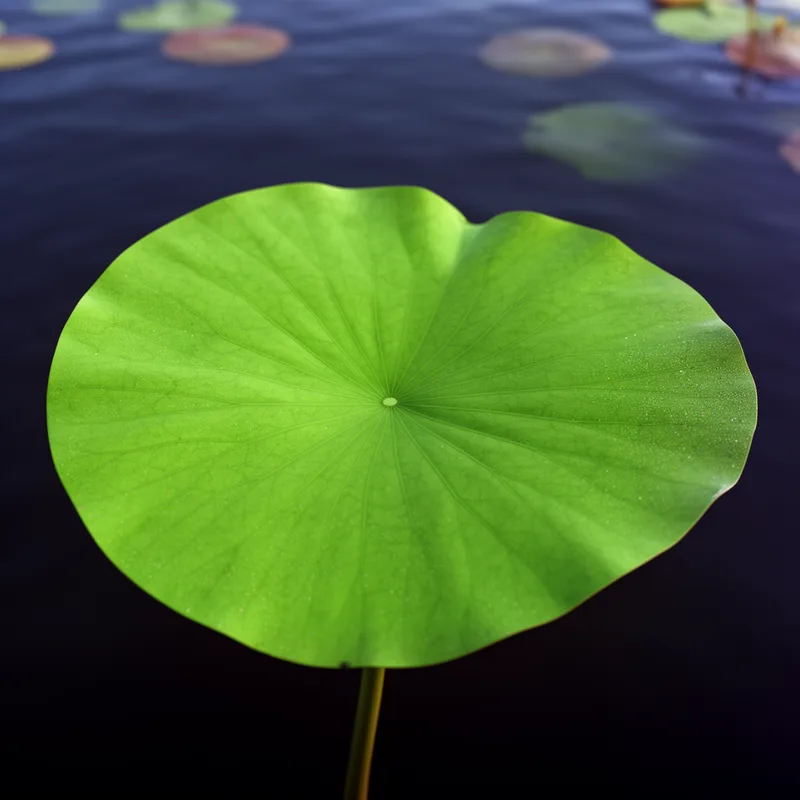 orbiculate leaf