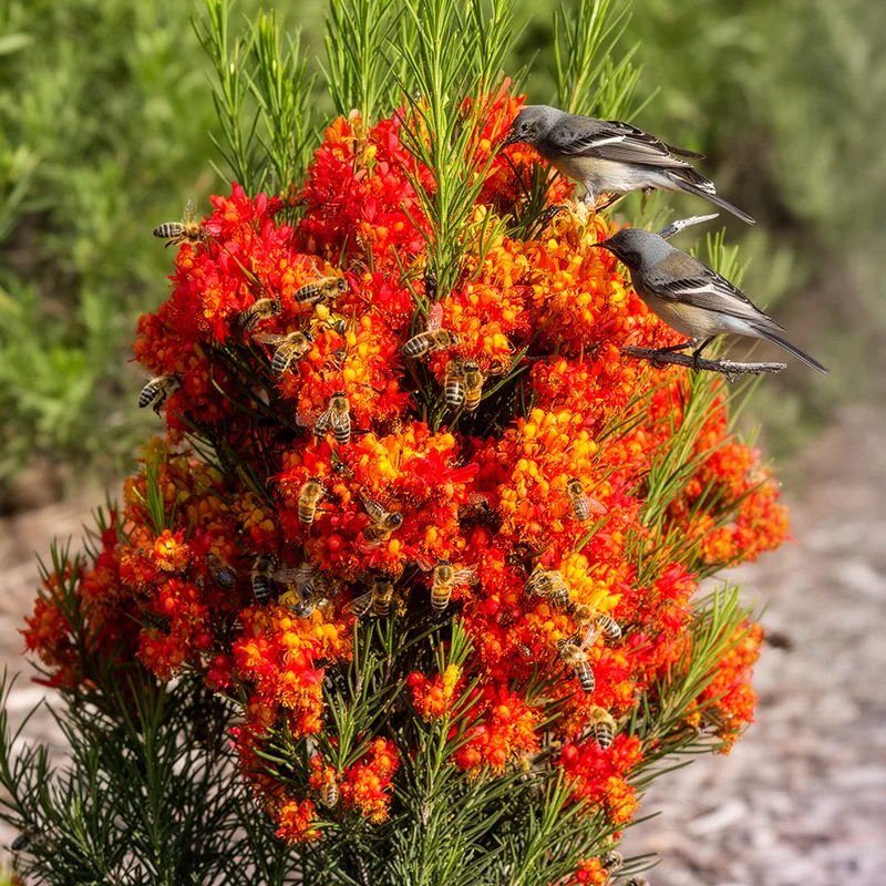 honey-flower