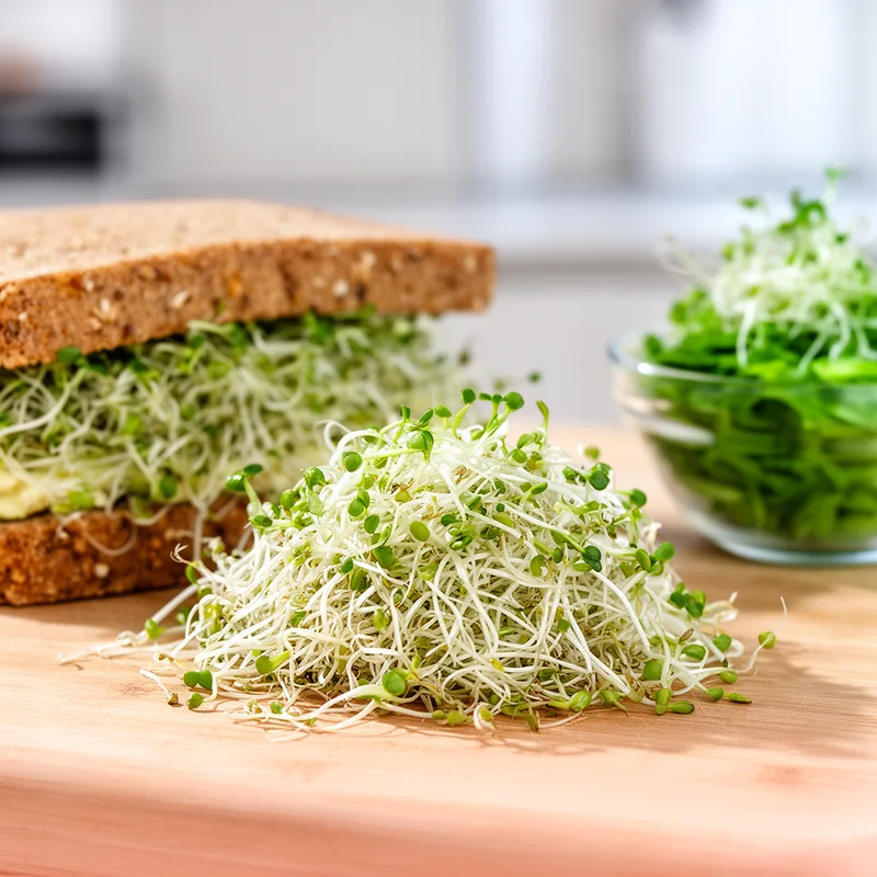 alfalfa sprout