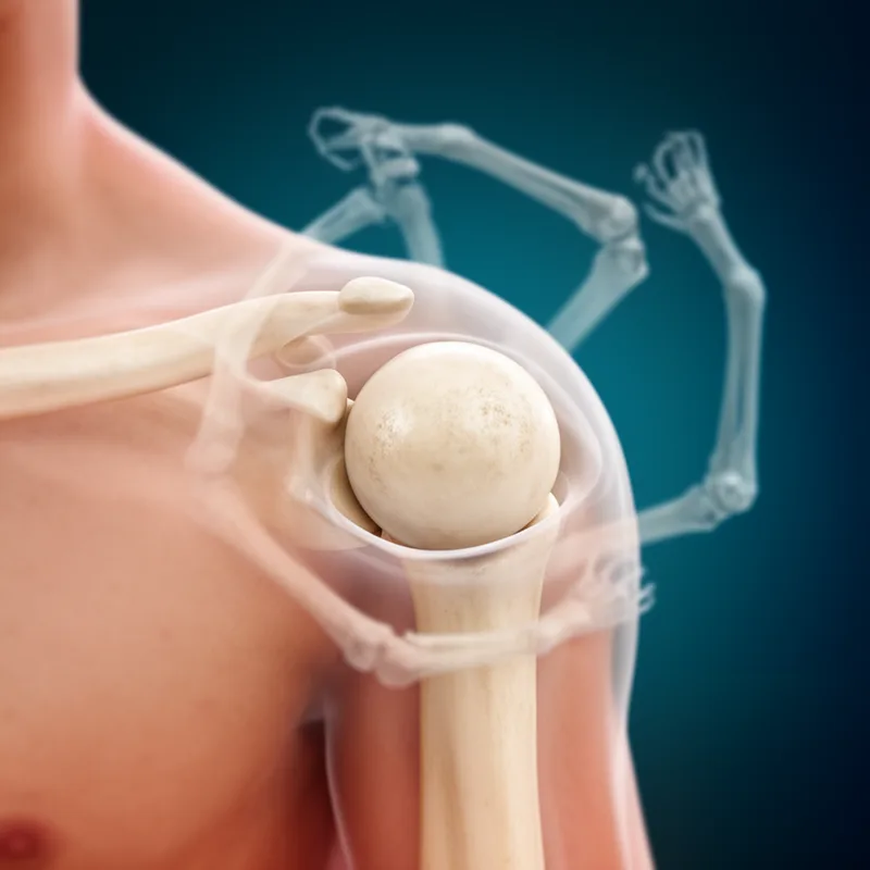 articulatio spheroidea