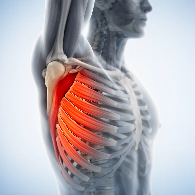 serratus