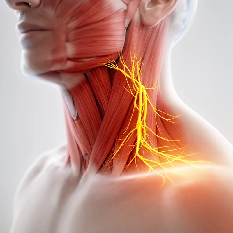 plexus cervicalis