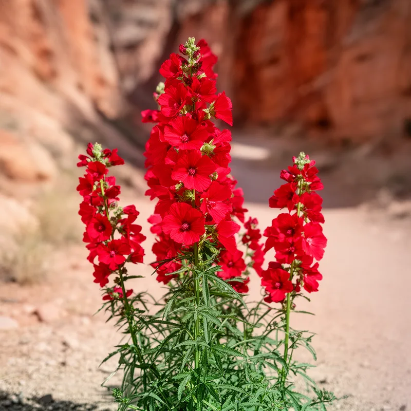 red false mallow