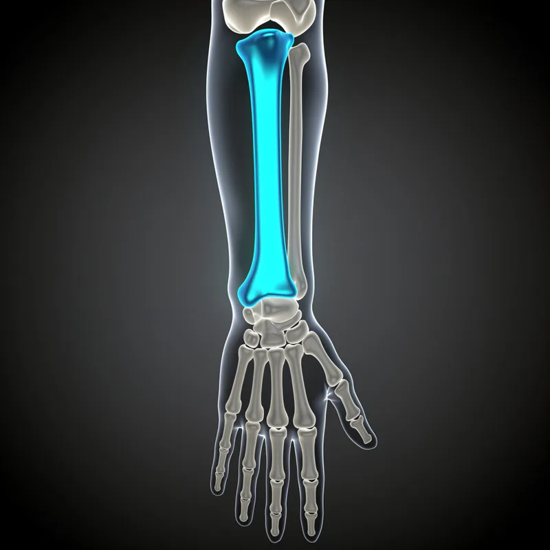 ulna