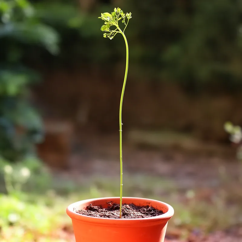 spindly