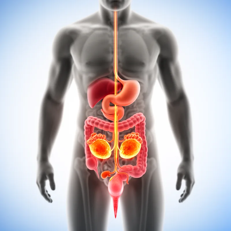 male reproductive system