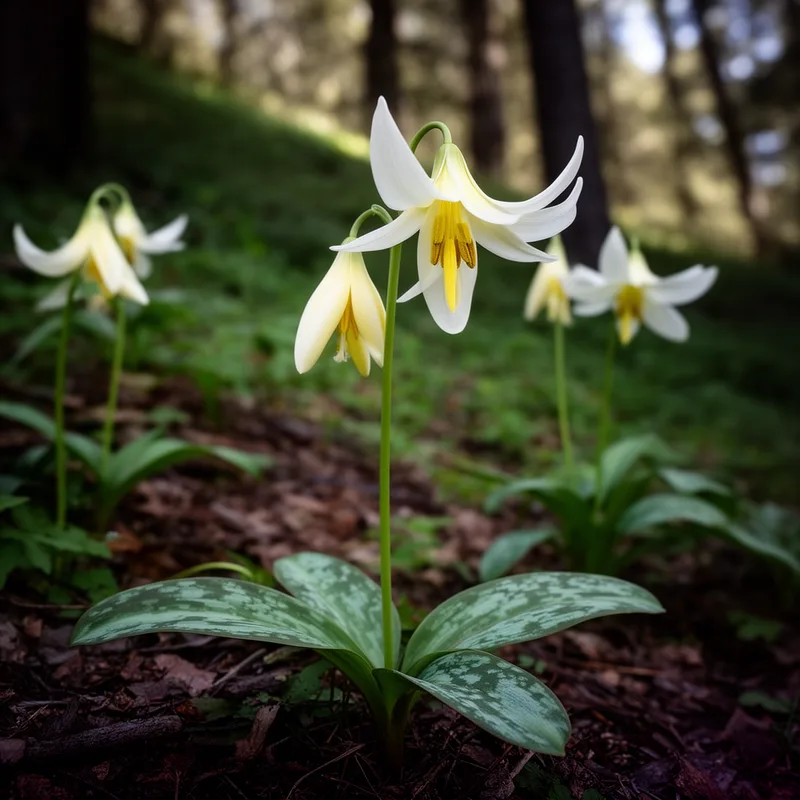 Erythronium californicum