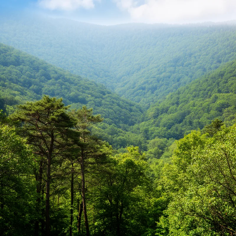 forested